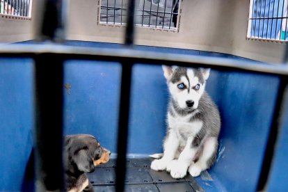 Los cachorros rescatados mostraban temor y estaban nerviosos.