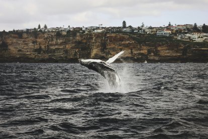 Anualmente, más de 6,000 ballenas jorobadas realizan una travesía de miles de kilómetros desde la Antártida hasta Ecuador