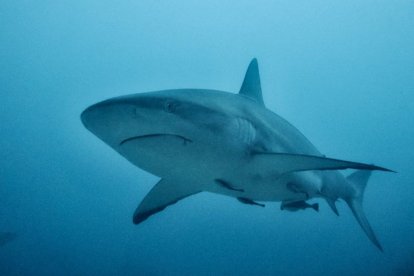 Un menor alertó sobre el tiburón en la mañana del 11 de junio