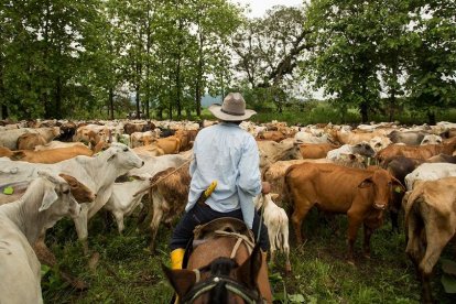 El viernes 13 de junio se celebra a los ganaderos en Ecuador.