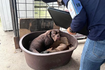 Los perros se encontraban en condiciones deplorables.