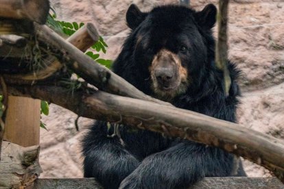Este proyecto marca un antes y después en los esfuerzos por preservar al oso andino en la región