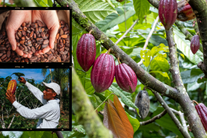 Cacao y juventud: una combinación que impulsa el desarrollo rural sostenible.