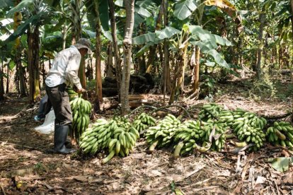 CORDEX propone plan de rescate para reactivar la producción de plátano