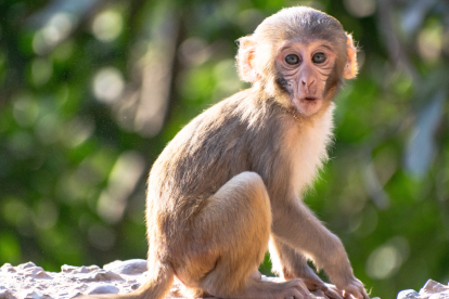 Un video de una señora reclamando por que le arrebataron a su 'mono mascota' se viralizó en redes.