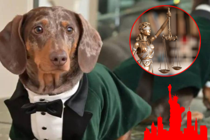 Duke, el pequeño dachshund que inspiró un cambio legal en Nueva York.