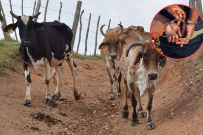 Policía desarticula banda que operaba en el robo de ganado en dos cantones de Pichincha