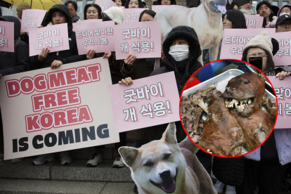 Activistas por los derechos animales buscan soluciones para los perros rescatados de granjas en Corea del Sur.