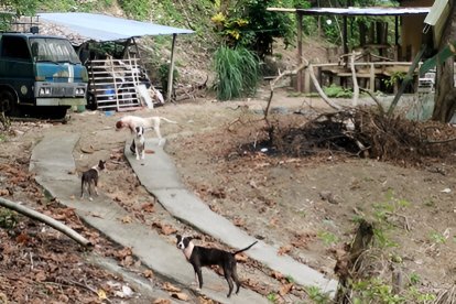 Una jauría de pitbulls hirió gravemente a un guardia de seguridad.