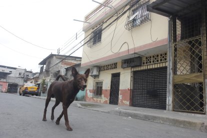 Mujer fue asesinada dentro de su domicilio, ahorcada con la correa de su perro.