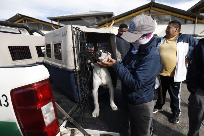 Por esta infracción hay multas de hasta $4.750, pero activistas insisten en que no es suficiente.