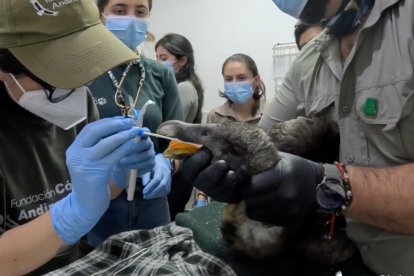 Existen aproximadamente 150 ejemplares de cóndores en todo el país