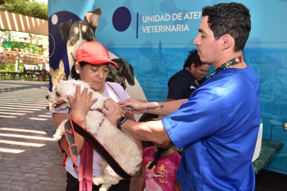 Guayaquil refuerza el rescate y protección de animales víctimas de maltrato, abandono o negligencia.