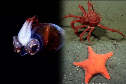 Estas son algunas de las especies encontradas por el Conicet.