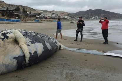La ballena, de aproximadamente 20 metros, varó en la playa de Santa Marianita, zona rural de Manta.