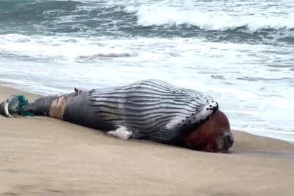 Una ballena juvenil fue encontrada muerta en la costas de Mar Bravo en Salinas
