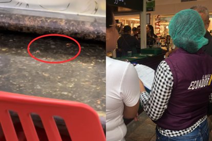 Estas fueron dos de las cucarachas captadas dentro de esa cafetería.