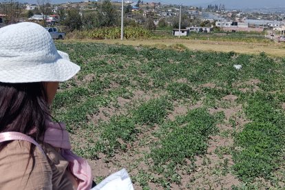 Lidia Tibán recorre sus cultivos de moras y maíz donde observa la quema que ha dejado la helada.