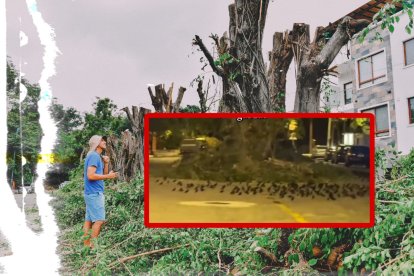 Captura de pantalla de la forma en que dormían las aves tras la poda de sus hogares en Las Garzas.