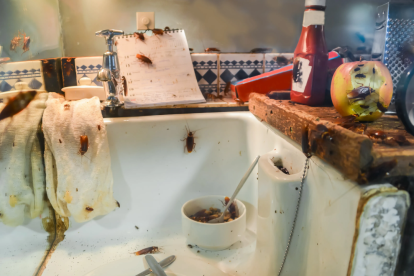 Una cafetería ubicada en el sector de Samborondón, el ARCSA encontró cucarachas