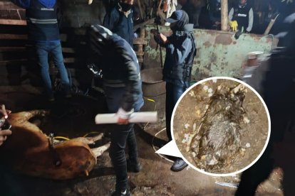 Los roedores estaban cerca del cuerpo de los cerdos que eran procesados para la venta.