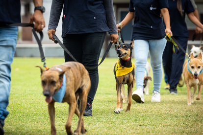 Hay 130 perros y 40 gatos rescatados, todos en espera de una nueva familia que les brinde un hogar.
