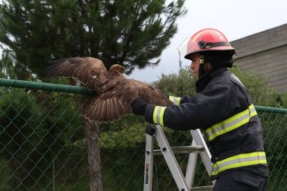 El Cuerpo de Bomberos rescató al ave de la malla de una vivienda.