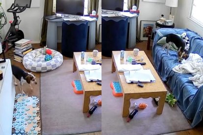 Jude, el Beagle que aprendió a pedir música a Alexa usando un tablero de botones