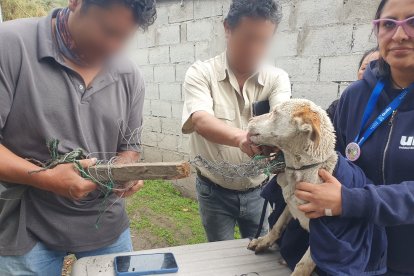 En perrito estaba con una soga en su cuello y no podía moverle libremente.