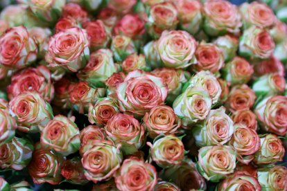 Ecuador envía un millón de rosas a China en solo tres días.