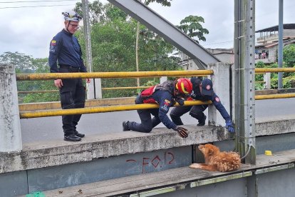 Miembros del Cuerpo de Bomberos de Quinindé realizan maniobras para para alcanzar al perro que se encontraba en un lugar peligroso del puente.