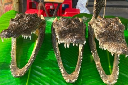 El esqueleto del reptil se exhibe junto a la parrilla, para no dejar dudas del origen de la carne.