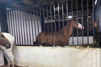 Este es uno de los caballos encontrados por las autoridades en Milagro.