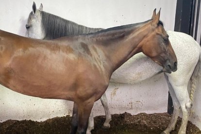 Los caballos fueron traídos a Ecuador desde otro país.