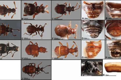 Nuevas especies de escarabajos Panabachia descubiertas en páramos y bosques montanos de Ecuador