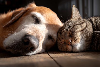 Día Mundial de los Animales: perros y gatos, los domésticos más comunes.