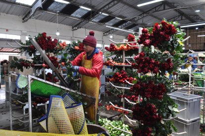 Los productores de flores sienten preocupación a causa de posibles movilizaciones.