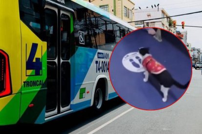 Un sujeto se lucraba con una gata a costa de la salud física y psicológica del animal.