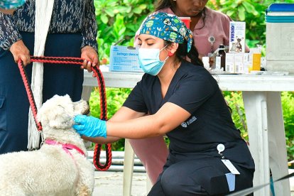 Las cirugías son gratuitas, no tienen costo alguno, aclaró la Alcaldía.
