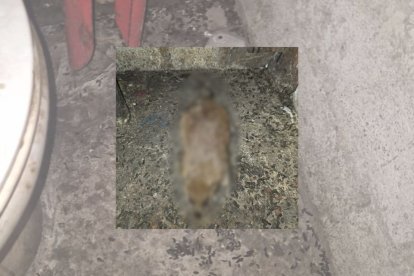 Esta fue una de las evidencias que compartió Arcsa sobre el chifa clausurado en el centro.