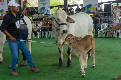 La ExpoCebú de Chone es considerado el evento ganadero más importante del país