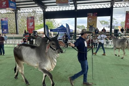 La raza guzerat tuvo entre sus ganadoras a la ejemplar Capai de la hacienda Jarcev de Chone