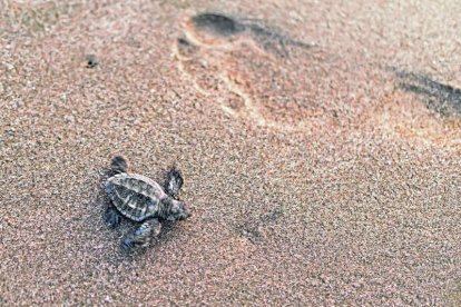 Una golfina se adelanta a la aventura de su sobrevivencia.