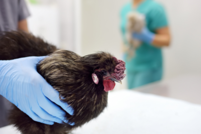 Se reporta la primera persona en morir por la gripe aviar.