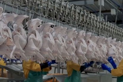 La industria avícola ecuatoriana intensifica su producción de pollo y pavo para la temporada navideña.