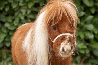 Pumuckel, el caballo más pequeño del mundo, durante una de sus visitas como animal de terapia en Alemania.