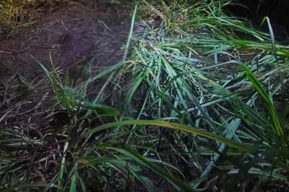 En este lugar fue asesinada la víctima, en el cantón Naranjito, en Guayas. (Imagen editada en Canva con IA)