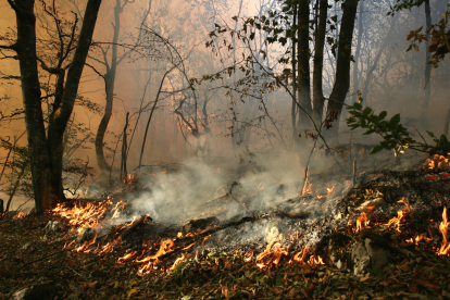 Incendio forestal se registró en el norte de Guayaquil.