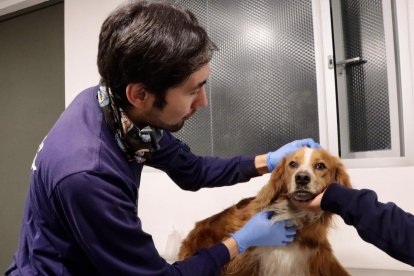El perro, aparentemente, tiene dueño ya que estaba en buen estado.