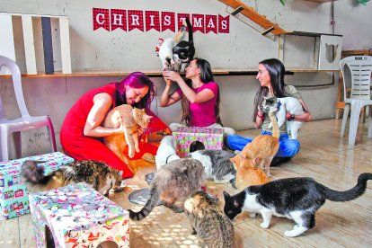 Las mascotas también tienen su lugar en la mesa… o en el suelo, para compartir la cena junto a su familia